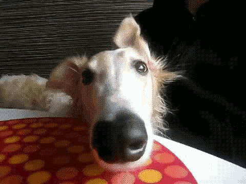 Borzoi celebrating